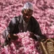 El valle de las rosas, un oasis de fragancia y color